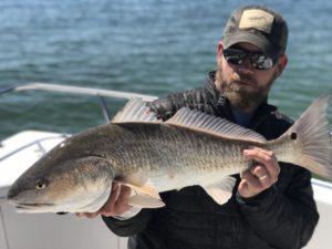 Redfish are still schooled up and acting very hungry.